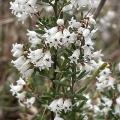 Cryptandra amara (Bitter Cryptandra) at Kowen Woodland - 23 Aug 2023 by JaneR