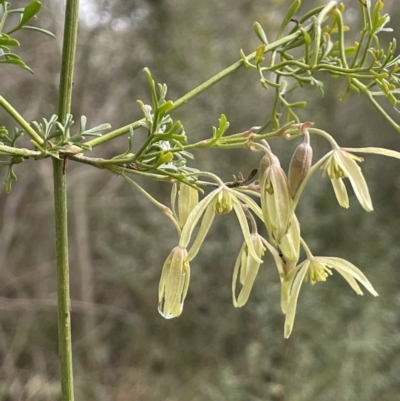 Clematis leptophylla (Small-leaf Clematis, Old Man's Beard) at Kowen, ACT - 23 Aug 2023 by JaneR