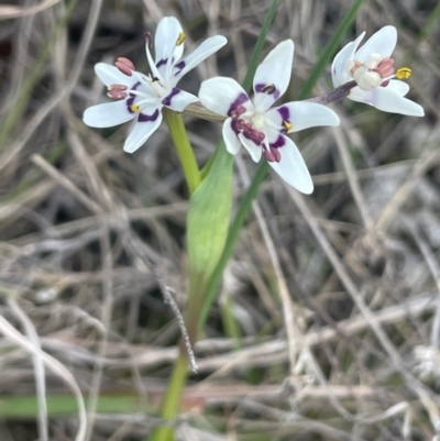 Wurmbea dioica subsp. dioica (Early Nancy) at Kowen Woodland - 23 Aug 2023 by JaneR