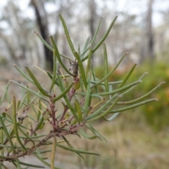 Persoonia mollis (Soft Geebung) at Nadgigomar Nature Reserve - 7 Jun 2023 by RobG1