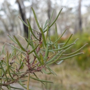 Persoonia mollis at Lower Borough, NSW - 7 Jun 2023