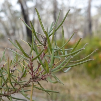 Persoonia mollis (Soft Geebung) at Lower Borough, NSW - 7 Jun 2023 by RobG1