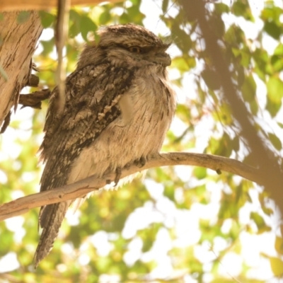 Podargus strigoides (Tawny Frogmouth) at Fyshwick, ACT - 23 Aug 2023 by Thurstan