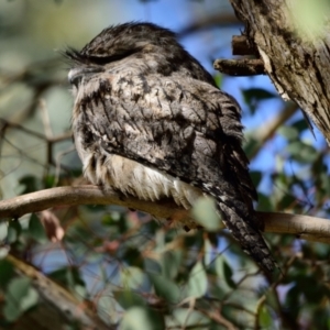 Podargus strigoides at Fyshwick, ACT - 23 Aug 2023 11:31 AM