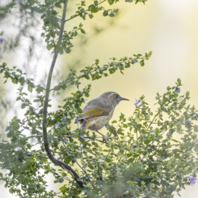 Phylidonyris pyrrhopterus (Crescent Honeyeater) at Canberra Central, ACT - 24 Aug 2023 by ReeniRooMartinez