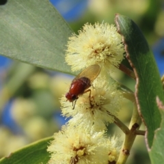 Lauxaniidae (family) (Unidentified lauxaniid fly) at Tuggeranong, ACT - 24 Aug 2023 by owenh