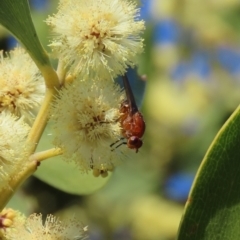 Lauxaniidae (family) at Tuggeranong, ACT - 24 Aug 2023