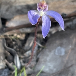 Cyanicula caerulea at Bruce, ACT - 24 Aug 2023