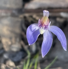 Cyanicula caerulea at Bruce, ACT - 24 Aug 2023