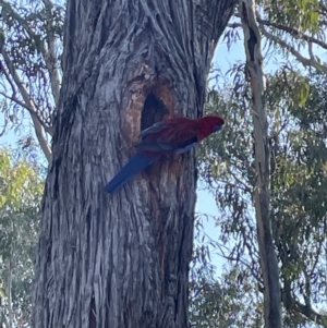 Platycercus elegans at Bruce, ACT - 24 Aug 2023