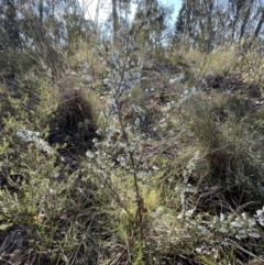 Leucopogon fletcheri subsp. brevisepalus (Twin Flower Beard-Heath) at Bruce, ACT - 24 Aug 2023 by JVR