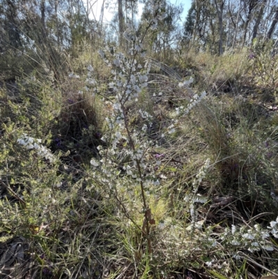 Styphelia fletcheri subsp. brevisepala (Twin Flower Beard-Heath) at Bruce, ACT - 24 Aug 2023 by JVR