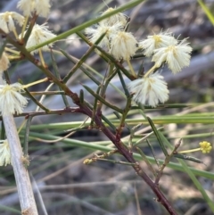 Acacia genistifolia (Early Wattle) at Bruce Ridge to Gossan Hill - 24 Aug 2023 by JVR