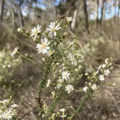 Olearia microphylla (Olearia) at Bruce, ACT - 19 Aug 2023 by lyndallh