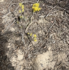 Olearia microphylla at Bruce, ACT - 19 Aug 2023 02:41 PM