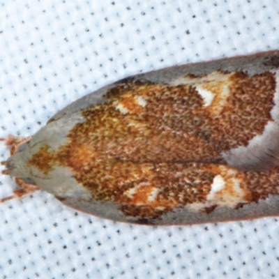 Euchaetis habrocosma (Euchaetis habrocosma) at Sheldon, QLD - 20 Aug 2021 by PJH123