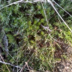 Acrotriche serrulata at Cooma, NSW - 24 Aug 2023 02:21 PM