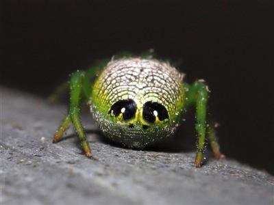 Araneus praesignis (Alien Butt Spider) at Capalaba, QLD - 23 Aug 2023 by TimL