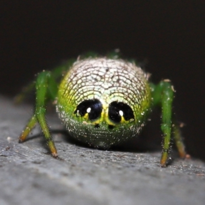 Araneus praesignis (Alien Butt Spider) at Capalaba, QLD - 23 Aug 2023 by TimL