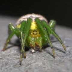 Araneus praesignis at Capalaba, QLD - 23 Aug 2023 10:22 AM