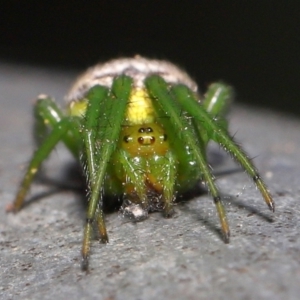 Araneus praesignis at Capalaba, QLD - 23 Aug 2023 10:22 AM