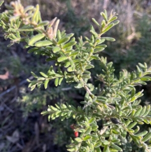 Grevillea lanigera at Bruce, ACT - 24 Aug 2023 03:22 PM