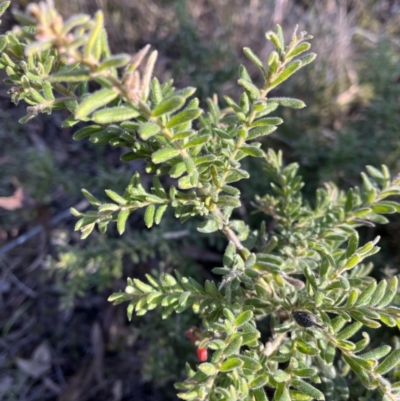 Grevillea lanigera (Woolly Grevillea) at Bruce, ACT - 24 Aug 2023 by FadeL
