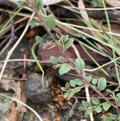 Bossiaea buxifolia (Matted Bossiaea) at Kowen Woodland - 23 Aug 2023 by JaneR
