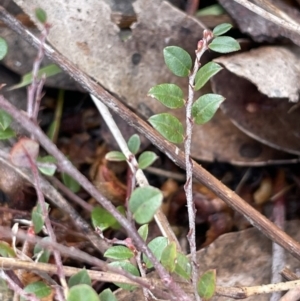 Bossiaea buxifolia at Kowen, ACT - 23 Aug 2023 10:51 AM