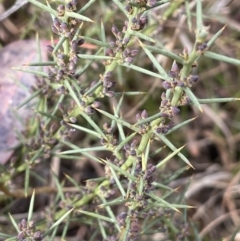 Daviesia genistifolia (Broom Bitter Pea) at Kowen, ACT - 23 Aug 2023 by JaneR