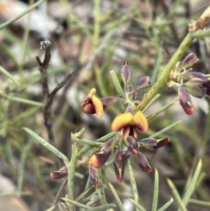 Daviesia genistifolia at Kowen, ACT - 23 Aug 2023 10:17 AM