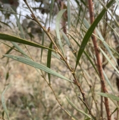 Daviesia leptophylla (Slender Bitter Pea) at Kowen, ACT - 23 Aug 2023 by JaneR