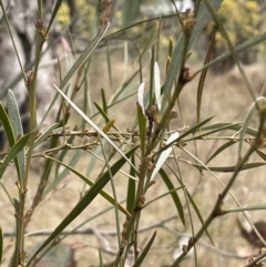 Daviesia leptophylla at Kowen, ACT - 23 Aug 2023 10:43 AM