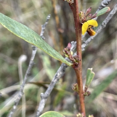 Daviesia mimosoides subsp. mimosoides at Kowen, ACT - 23 Aug 2023 by JaneR