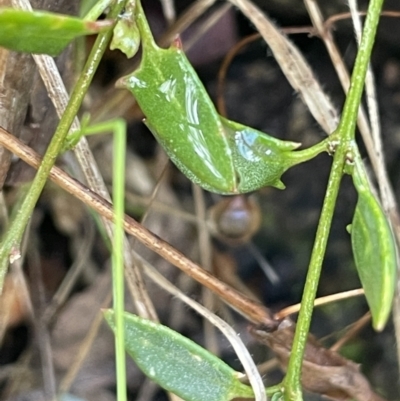 Einadia nutans subsp. nutans (Climbing Saltbush) at Kowen, ACT - 23 Aug 2023 by JaneR