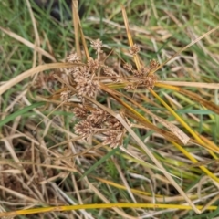 Cyperus eragrostis (Umbrella Sedge) at The Pinnacle - 23 Aug 2023 by CattleDog