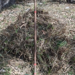 Cyperus eragrostis at Belconnen, ACT - 24 Aug 2023