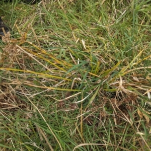 Cyperus eragrostis at Belconnen, ACT - 24 Aug 2023