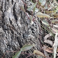 Hardenbergia violacea (False Sarsaparilla) at Kowen, ACT - 23 Aug 2023 by JaneR