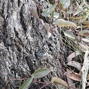 Hardenbergia violacea at Kowen, ACT - 23 Aug 2023