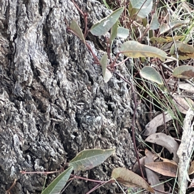 Hardenbergia violacea (False Sarsaparilla) at Kowen Woodland - 23 Aug 2023 by JaneR
