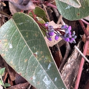 Hardenbergia violacea at Kowen, ACT - 23 Aug 2023