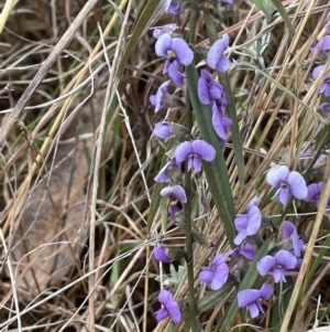 Hovea heterophylla at Kowen, ACT - 23 Aug 2023 10:15 AM