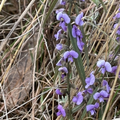 Hovea heterophylla (Common Hovea) at Kowen, ACT - 23 Aug 2023 by JaneR