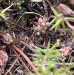 Acrotriche serrulata (Ground-berry) at Kowen, ACT - 23 Aug 2023 by JaneR