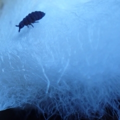 Hypogastrura sp. (genus) (A Springtail) at Mount Majura - 22 Aug 2023 by Evie