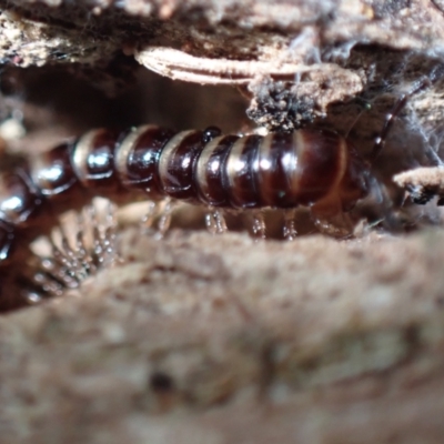 Paradoxosomatidae sp. (family) (Millipede) at Majura, ACT - 13 Aug 2023 by Evie
