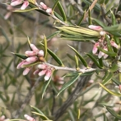 Lissanthe strigosa subsp. subulata (Peach Heath) at Kowen Woodland - 23 Aug 2023 by JaneR