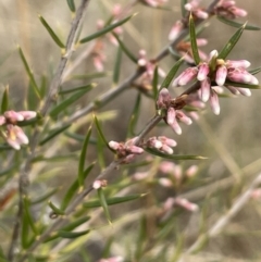 Lissanthe strigosa subsp. subulata at Kowen, ACT - 23 Aug 2023 10:05 AM