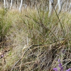 Hovea heterophylla at Gundaroo, NSW - 23 Aug 2023 10:34 AM